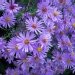 Aster 'little carlow', Aster, Aster de la nouvelle angleterre