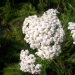 Achillea millefolium