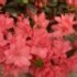 Azalea japonica 'Blaauw's Pink'