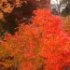 Acer palmatum 'Orange Dream'