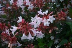 Abélie, Abélia à grandes fleurs, Abélia