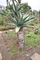 Aloe marlothii