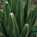 Agave de la reine victoria, Agave