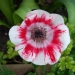 Anemone coronaria 'De Caen' - Anémone des fleuristes