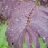 Albizia julibrissin 'Summer Chocolate'