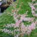 Astilbe à feuilles simples 'sprite', Astilbe