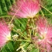 Albizia julibrissin 'Ombrella' ®