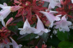 Abélie, Abélia à grandes fleurs, Abélia