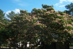 Albizia julibrissin