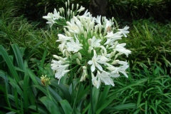 Photo de Agapanthus africanus