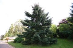 Abies numidica 'Pendula'