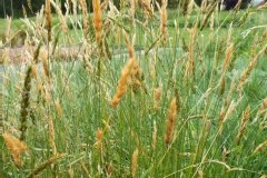 Stipa calamagrostis