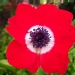 Anemone coronaria