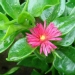 Aptenia cordifolia - 