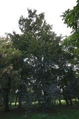 Photo de Acer pseudoplatanus