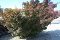 Photo de Acer palmatum