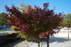 Acer palmatum 'Osakazuki'