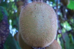 Souris végétale, Kiwi, Actinidia de chine, Groseille de chine