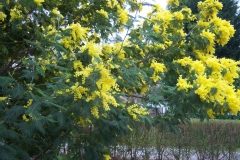 Mimosa d'hiver, Mimosa