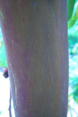 Arbutus andrachne