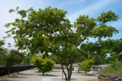 Acer japonicum 'aconitifolium'