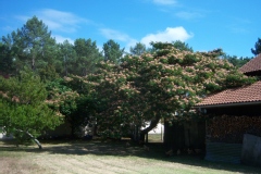 Albizia julibrissin