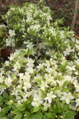 Azalea 'White Lady'