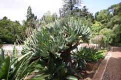 Aloe plicatilis