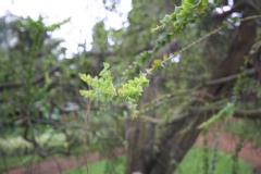 Acacia pravissima