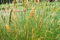 Stipa calamagrostis