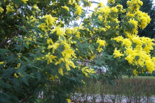 Jardin dans les Landes