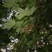 Acer pseudoplatanus