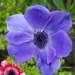 Anemone coronaria