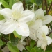 Azalea 'White Lady'