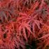 Acer palmatum 'Dissectum Garnet'