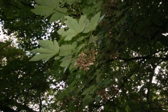 Photo de Acer pseudoplatanus