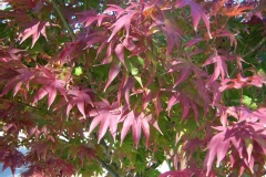 Acer palmatum 'Osakazuki'