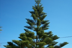 Araucaria heterophylla