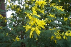 Mimosa d'hiver, Mimosa 'bon accueil'