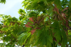 Acer japonicum 'aconitifolium'