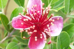 Acca sellowiana 'Apollo'