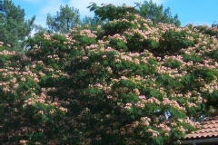 Albizia julibrissin