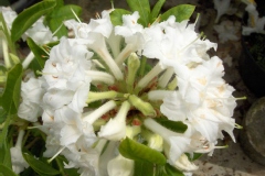 Azalea 'Whitethroat'