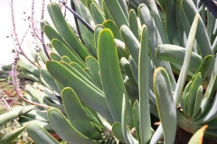 Aloe plicatilis