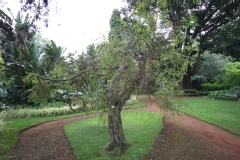 Acacia pravissima