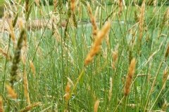 Stipa calamagrostis