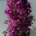 Bougainvillier, Bougainvillée 'sanderiana', Bougainvillier 'sanderiana', Bougainvillée