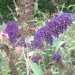 Lilas dété, Buddleia, Arbre aux papillons, Buddleia du père david, Arbre à papillons 'black night'