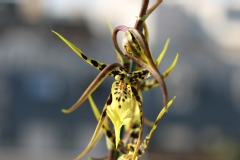 Brassidium Shooting Star 'Black Gold'