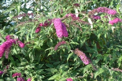 Lilas dété, Buddleia, Arbre aux papillons, Arbre à papillons 'royal red', Buddleia du père david